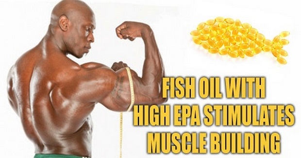 fish oil and muscle building