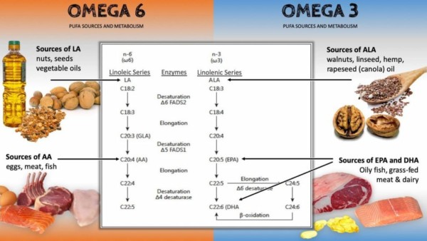 omega 3 and 6 fatty acids sources