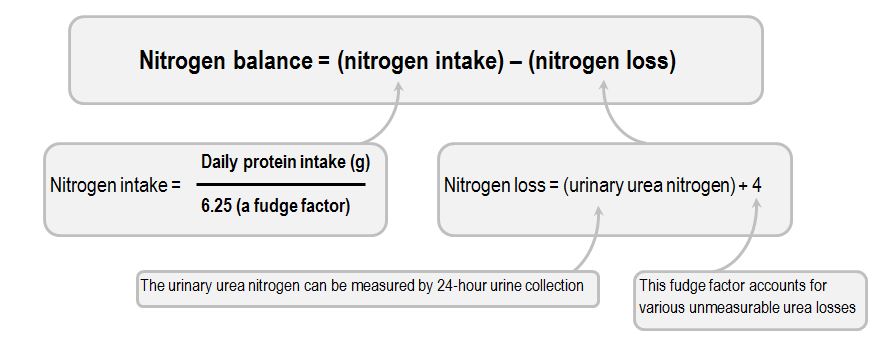 nitrogen balance equation
