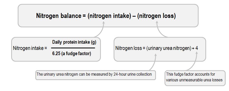 ppt-digestion-of-protein-powerpoint-presentation-free-download-id