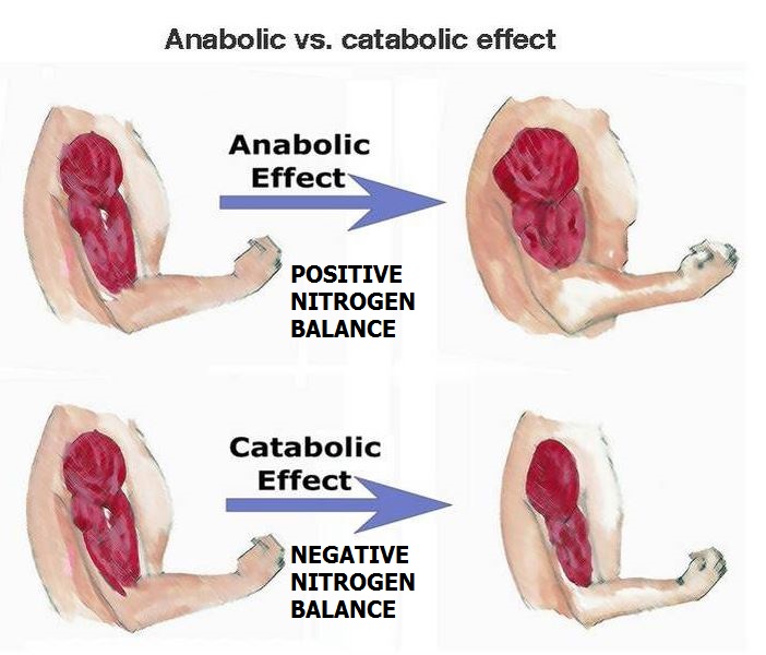 the-concept-of-nitrogen-balance-anabolism-and-catabolism