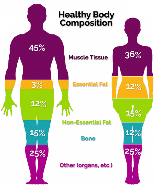 anatomical-variations-between-male-and-female-bodies-and-their-impact