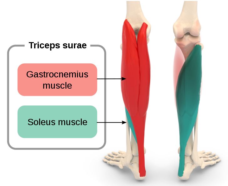 anatomy of the soleus muscle