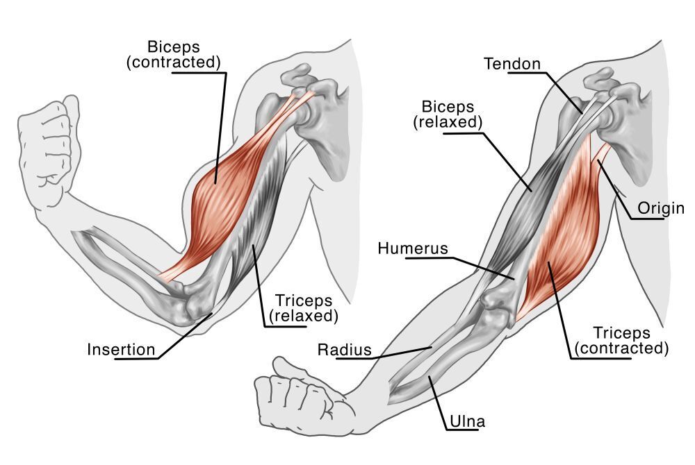 Triceps tendonitis: causes, symptoms, treatment and recovery exercises