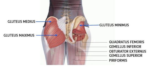 glute anatomy women