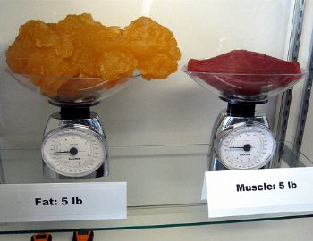 muscle to fat ratio bathroom scale