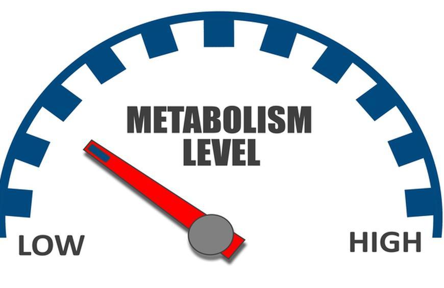 slow metabolism while dieting