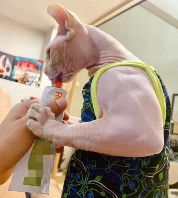 cat with big muscles