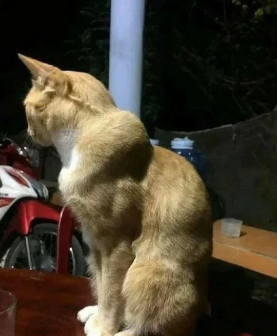 giant muscular cat