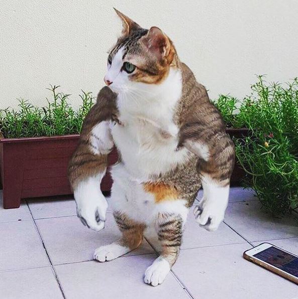 muscular cat funny