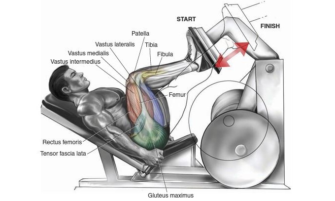 leg press and squat differences