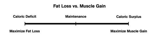 fat loss vs muscle gain