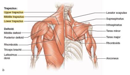 creating-beastly-traps-an-ultimate-guide-to-trapezius-muscle-exercises
