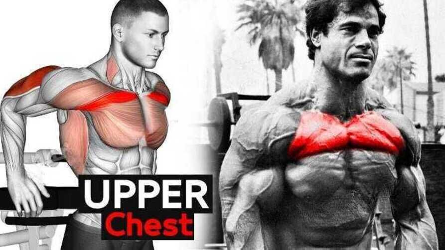 8 Best Upper Chest Exercises For A Stronger Defined C vrogue.co