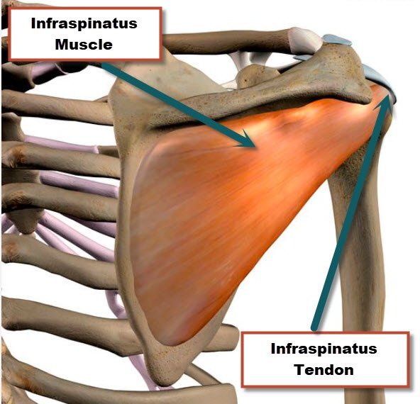 Infraspinatus Muscle: Anatomy, Function, Exercises, And Injury ...