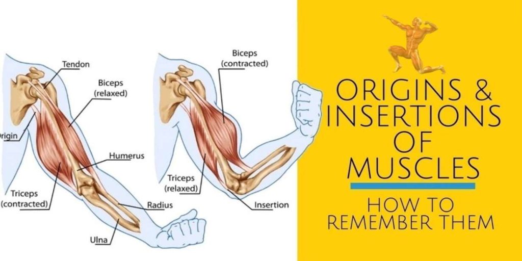 points of muscle origin and insertion