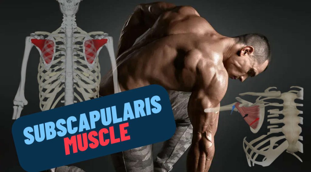 Meet the subscapularis the largest & most powerful muscle of the
