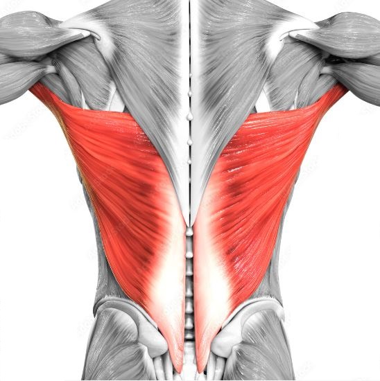 The Anatomy Of The Back Muscles • Bodybuilding Wizard