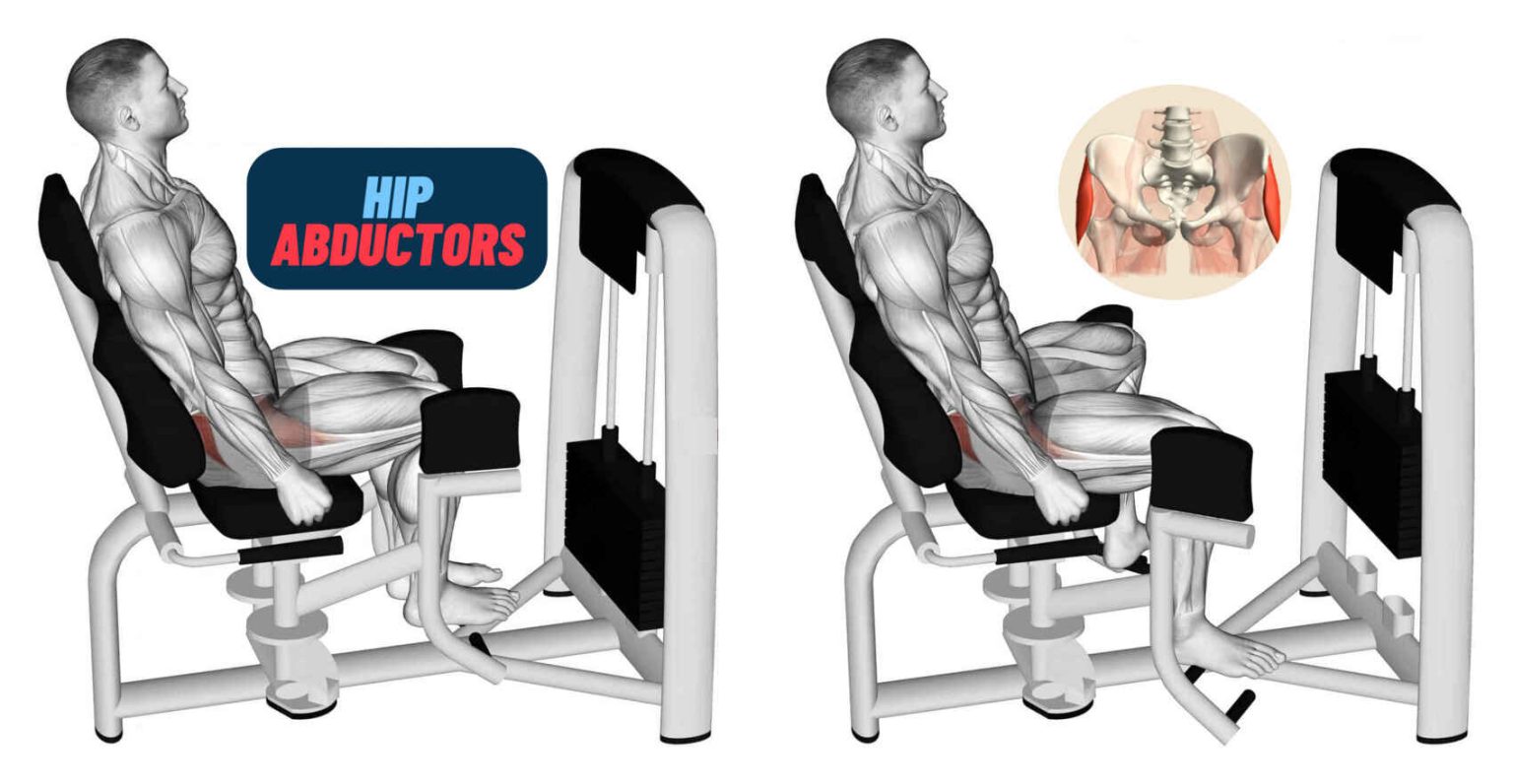 The Anatomy of the Abductor Muscles • Bodybuilding Wizard