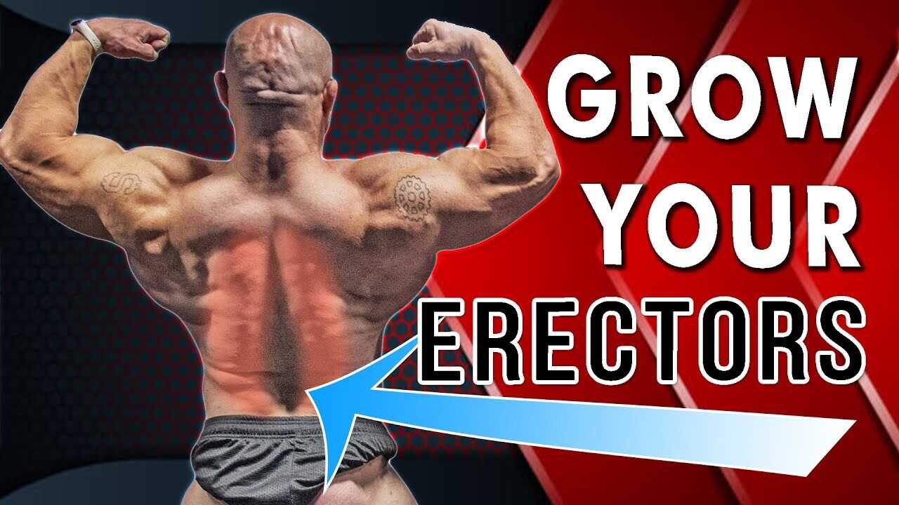 The Anatomy of Lower Back Muscles: Erector Spinae • Bodybuilding Wizard