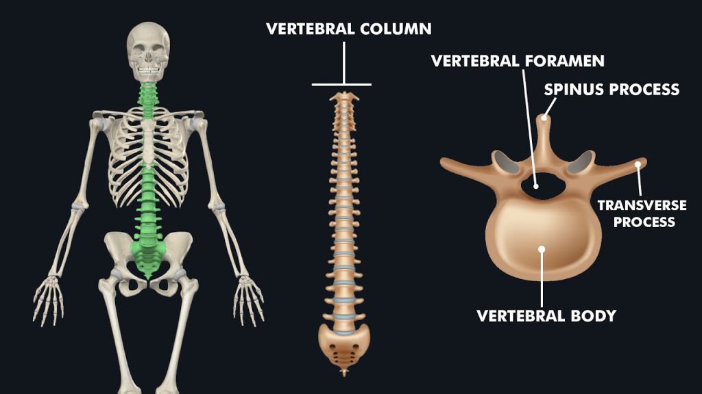 parts and segments of the spine