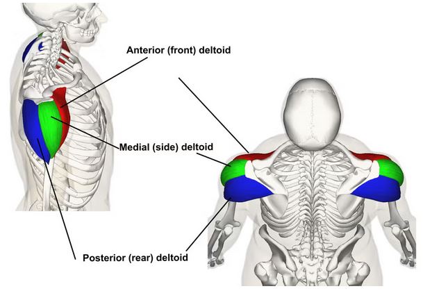 rear deltoid anamtomy lesson