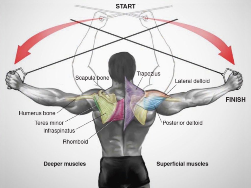 reverse cable crossover muscles worked