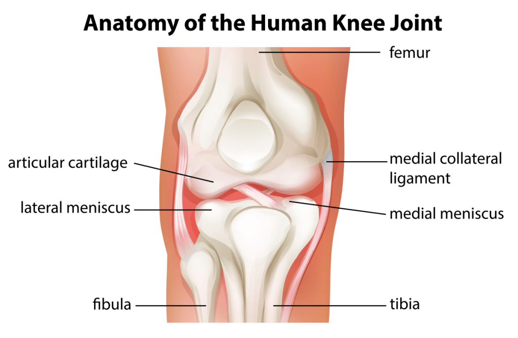 The knee joint is the largest and most complex joint in the human body